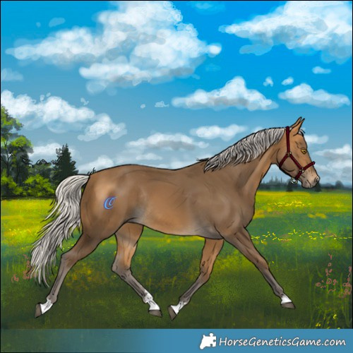 Horse Color:Silver Buckskin Rabicano 