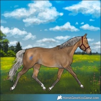 Horse Color:Silver Buckskin Rabicano 