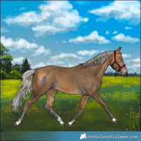 Horse Color:Silver Buckskin Rabicano 