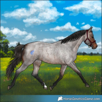 Horse Color:Brown Roan