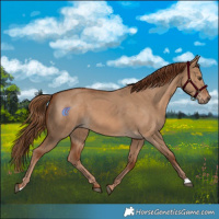 Horse Color:Red Dun 
