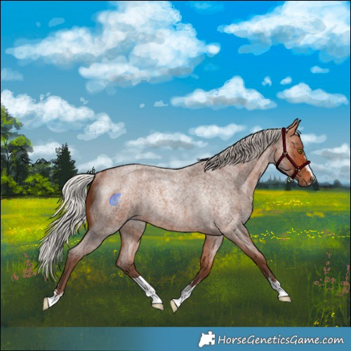 Horse Color:Silver Bay Roan Rabicano 