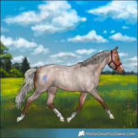 Horse Color:Silver Bay Roan Rabicano