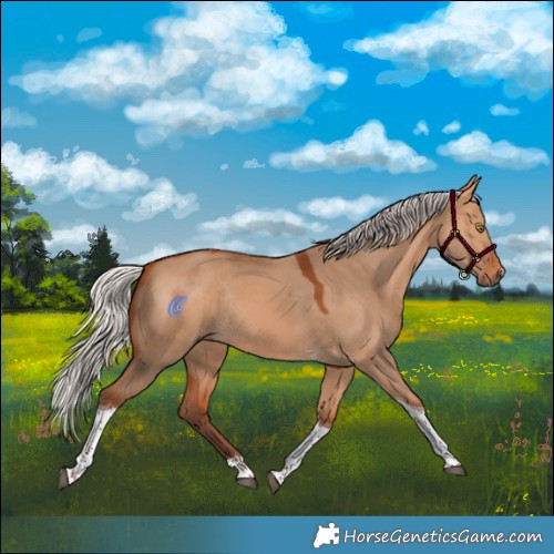 Horse Color:Silver Bay Dun Tobiano Rabicano