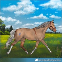 Horse Color:Silver Bay Dun Tobiano Rabicano