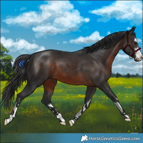 Horse Color:White Spotted Brown 