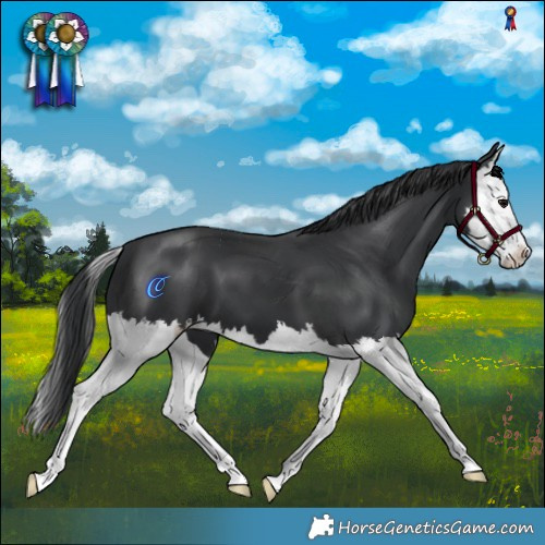 Horse Color:Black Splash 