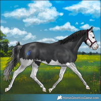 Horse Color:Black Splash