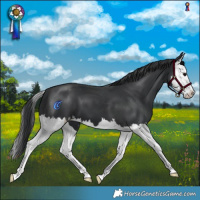 Horse Color:Black Splash 