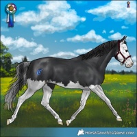 Horse Color:Black Splash 