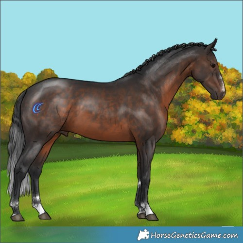 Horse Color:Brown 