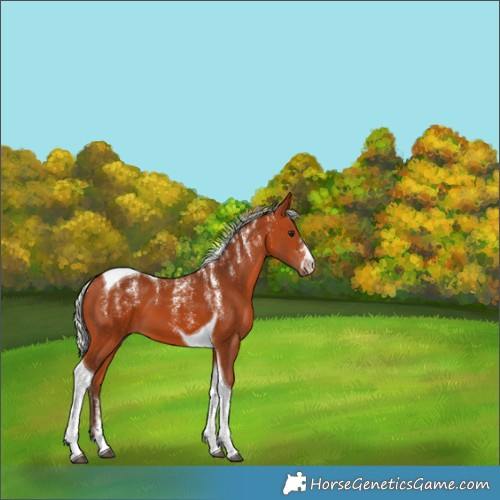 Horse Color:Powder White Silver Bay Tobiano 