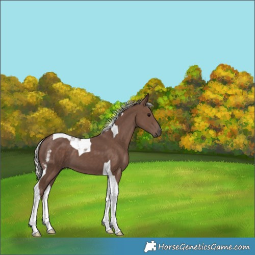 Horse Color:Silver Black Tobiano 