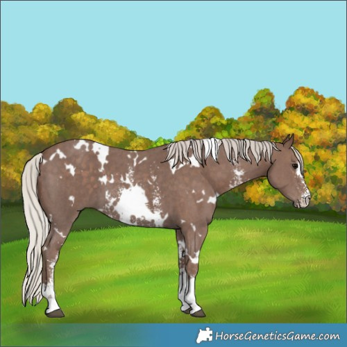 Horse Color:White Spotted Silver Black Sabino 