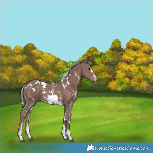 Horse Color:White Spotted Silver Black Sabino