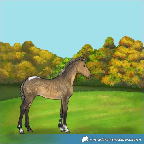 Horse Color:Silver Buckskin Dun Tobiano 