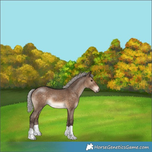 Horse Color:Silver Brown Dun 