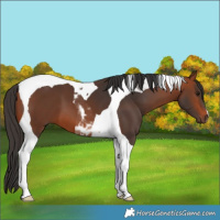 Horse Color:Bay Tobiano 