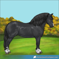 Horse Color:Black 