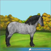 Horse Color:Blue Roan 