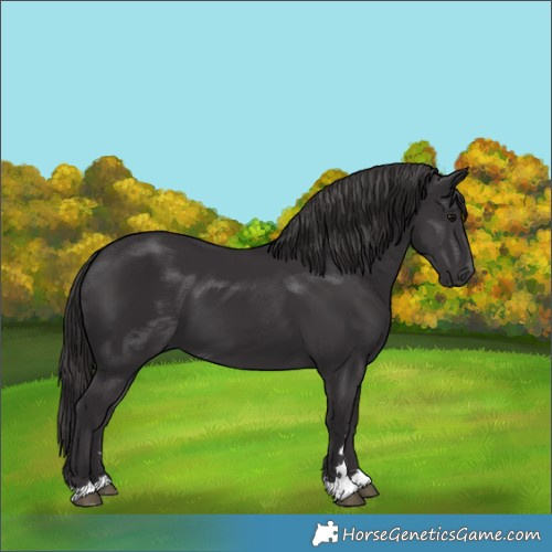 Horse Color:Smoky Black 