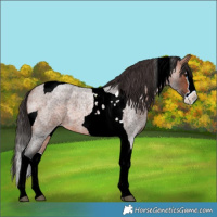 Horse Color:Bay Roan Splash Tobiano