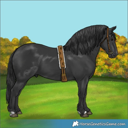 Horse Color:Black 