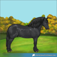 Horse Color:Black 