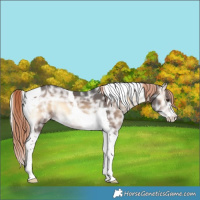Horse Color:Liver Red Onyx Ice Tobiano Rabicano