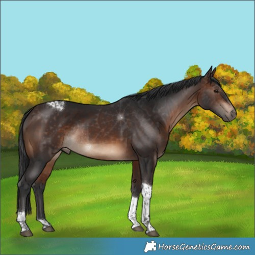 Horse Color:Brown Tobiano Rabicano 