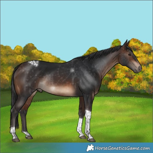 Horse Color:Brown Tobiano Rabicano 