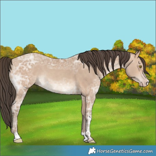 Horse Color:Amber Champagne Ice Rabicano 