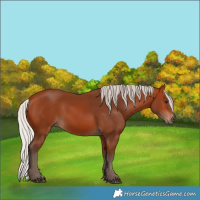 Horse Color:Silver Bay 