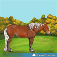 Horse Color:Silver Bay 