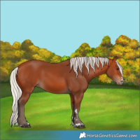 Horse Color:Silver Bay 