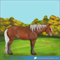 Horse Color:Silver Bay 