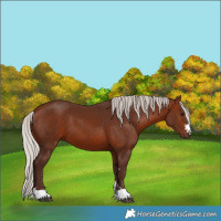Horse Color:Silver Bay 