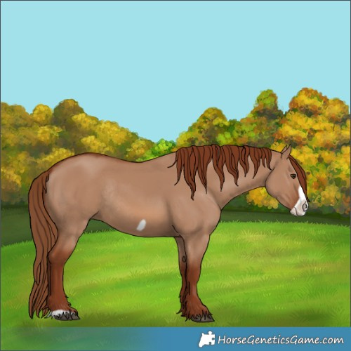 Horse Color:Red Dun Frame Rabicano 