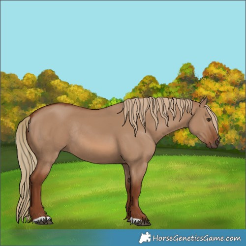 Horse Color:Red Dun Rabicano 