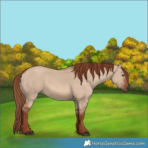 Horse Color:Red Dun Rabicano 