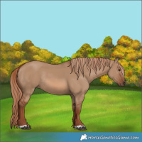 Horse Color:Red Dun Rabicano 