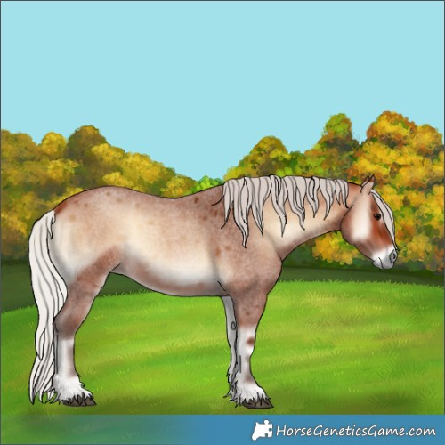 Horse Color:Silver Bay Roan Onyx 
