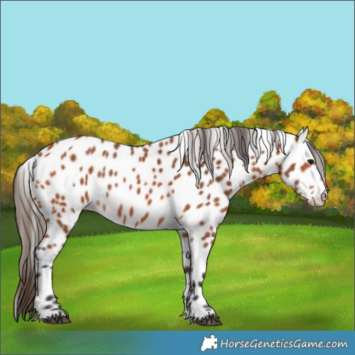 Horse Color:Bay Leopard 