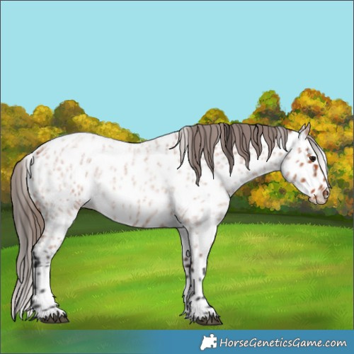 Horse Color:Bay Roan Appaloosa 
