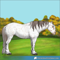 Horse Color:Bay Roan Leopard