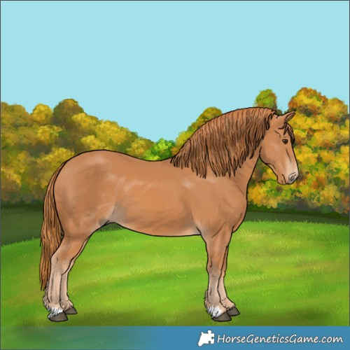Horse Color:Chestnut 
