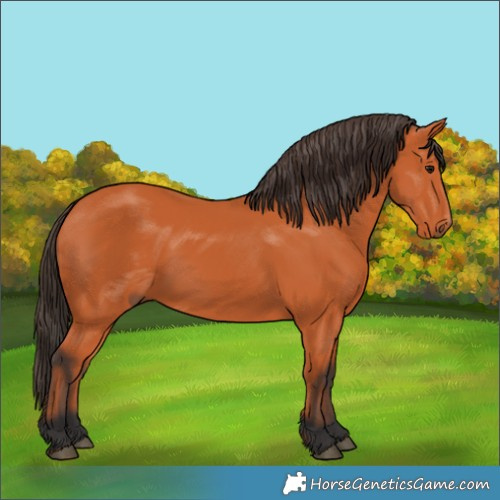 Horse Color:Bay 