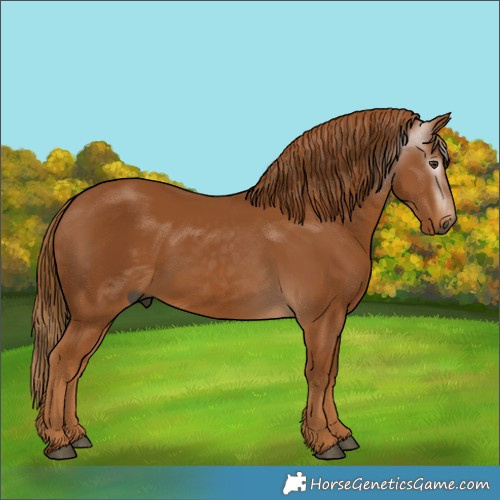 Horse Color:Gray Chestnut 