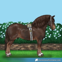 Horse Color:Liver Chestnut  and Liver Chestnut 
