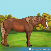 Horse Color:Chestnut Splash
